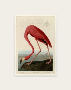 Audubon – American Flamingo