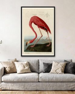 Audubon – American Flamingo