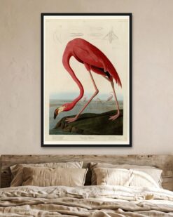 Audubon – American Flamingo