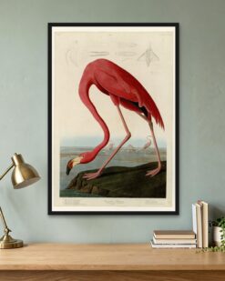 Audubon – American Flamingo