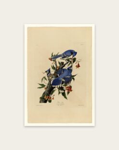 Audubon – Blue Jays