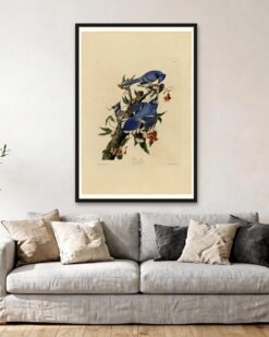 Audubon – Blue Jays