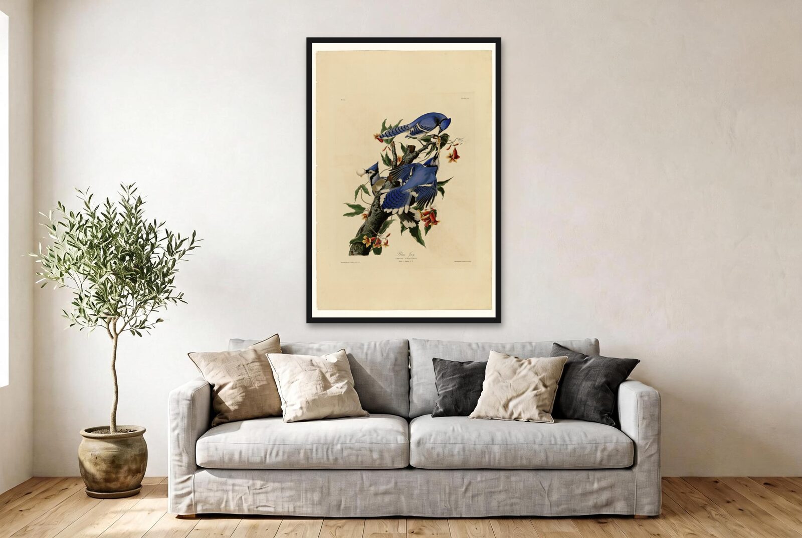 Audubon – Blue Jays
