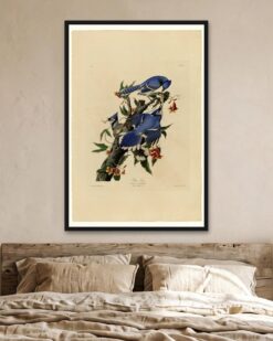 Audubon – Blue Jays