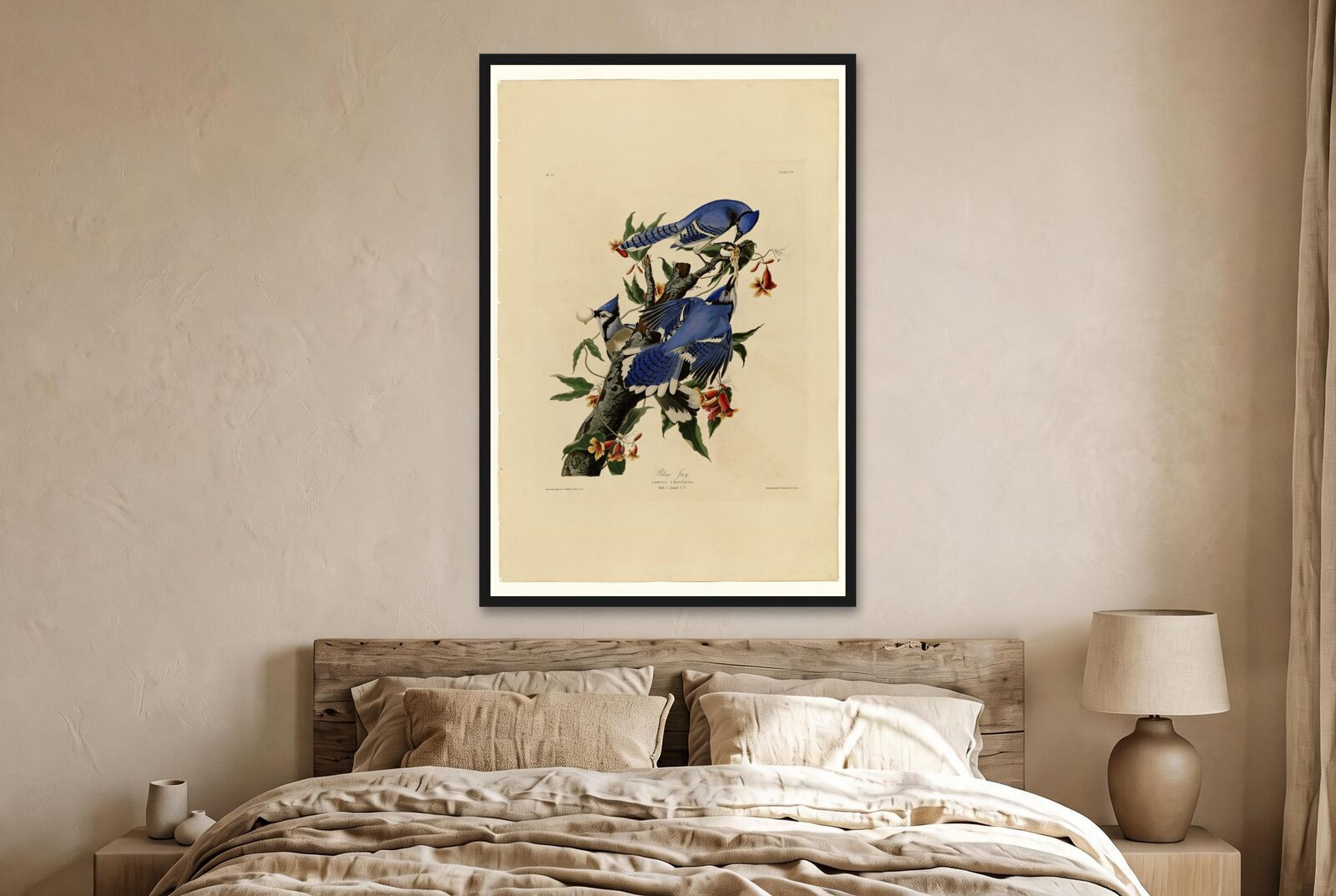 Audubon – Blue Jays