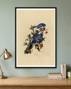 Audubon – Blue Jays