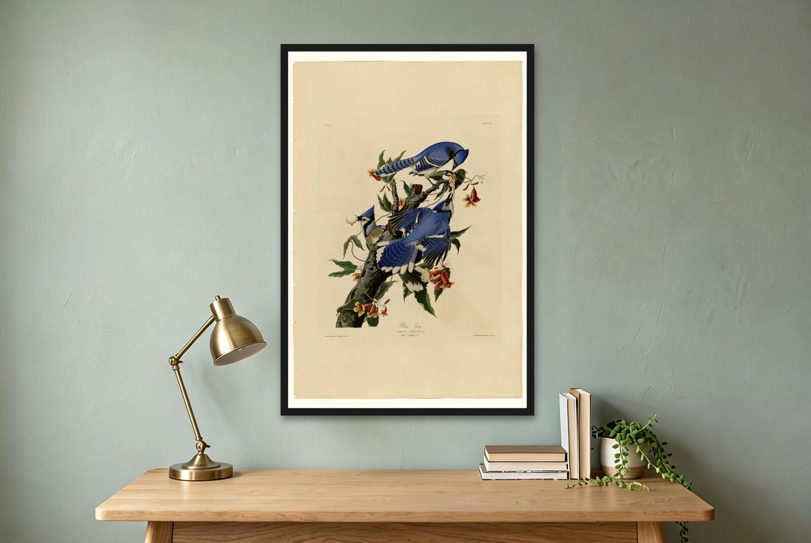 Audubon – Blue Jays