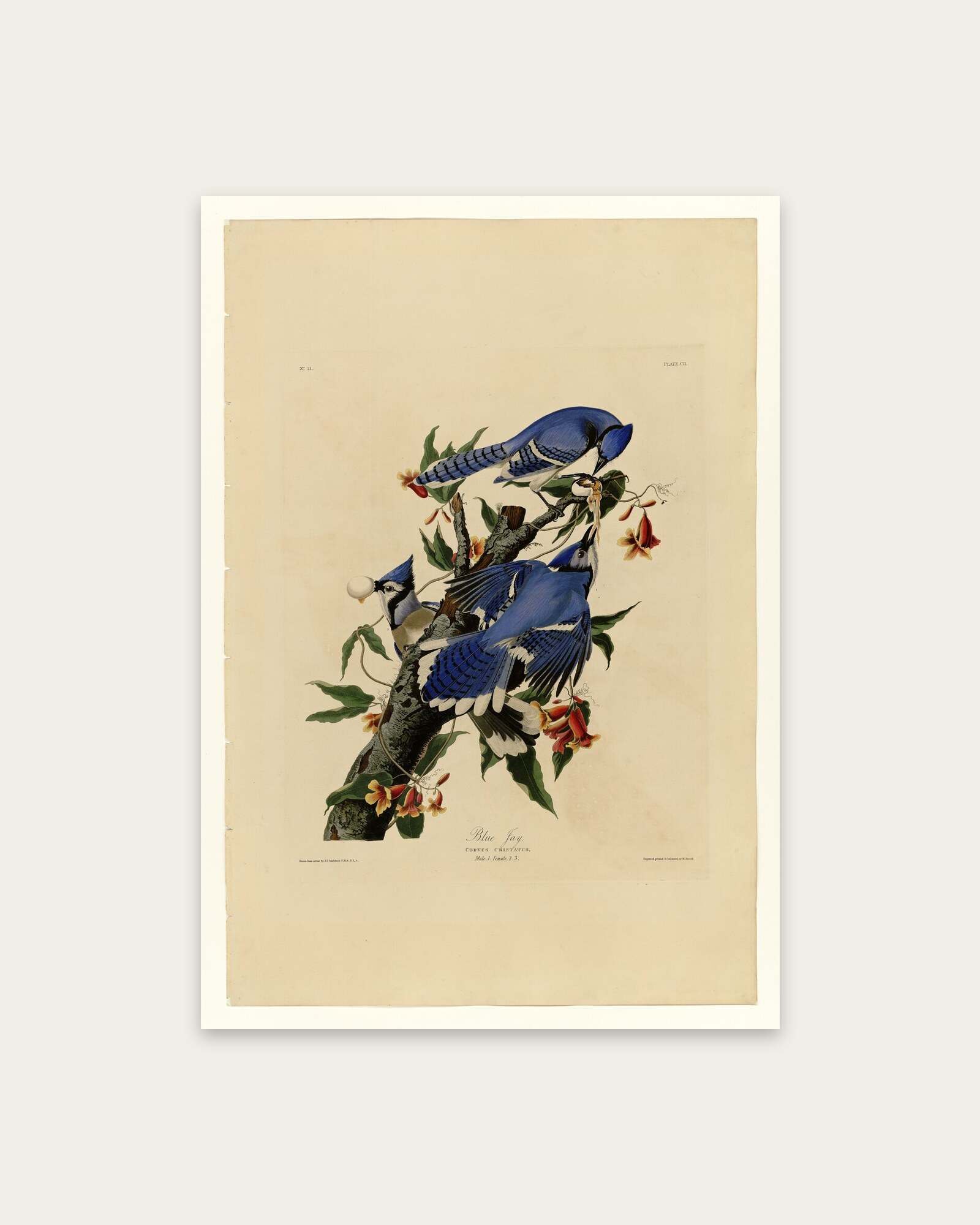 Audubon – Blue Jays