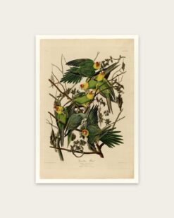 Audubon – Carolina Parakeets