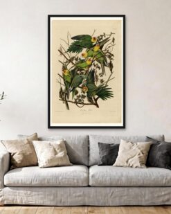 Audubon – Carolina Parakeets