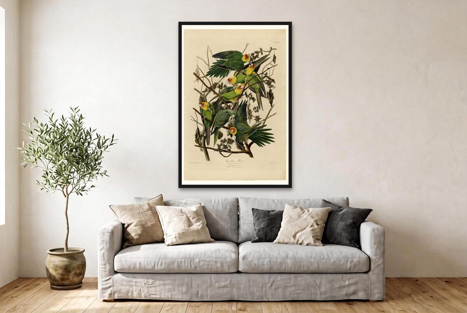 Audubon – Carolina Parakeets
