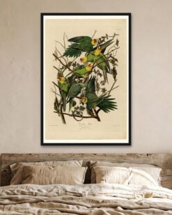 Audubon – Carolina Parakeets