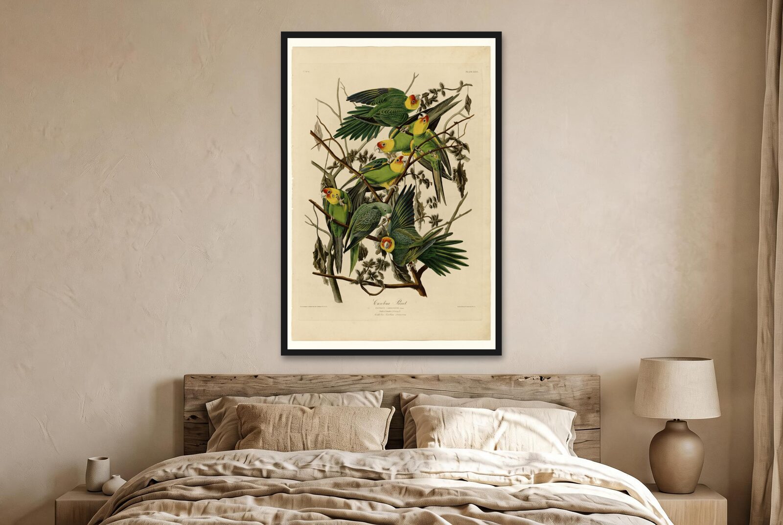Audubon – Carolina Parakeets