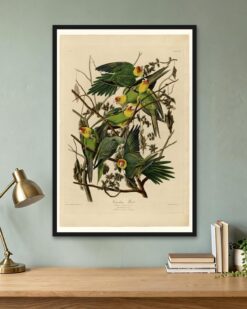 Audubon – Carolina Parakeets