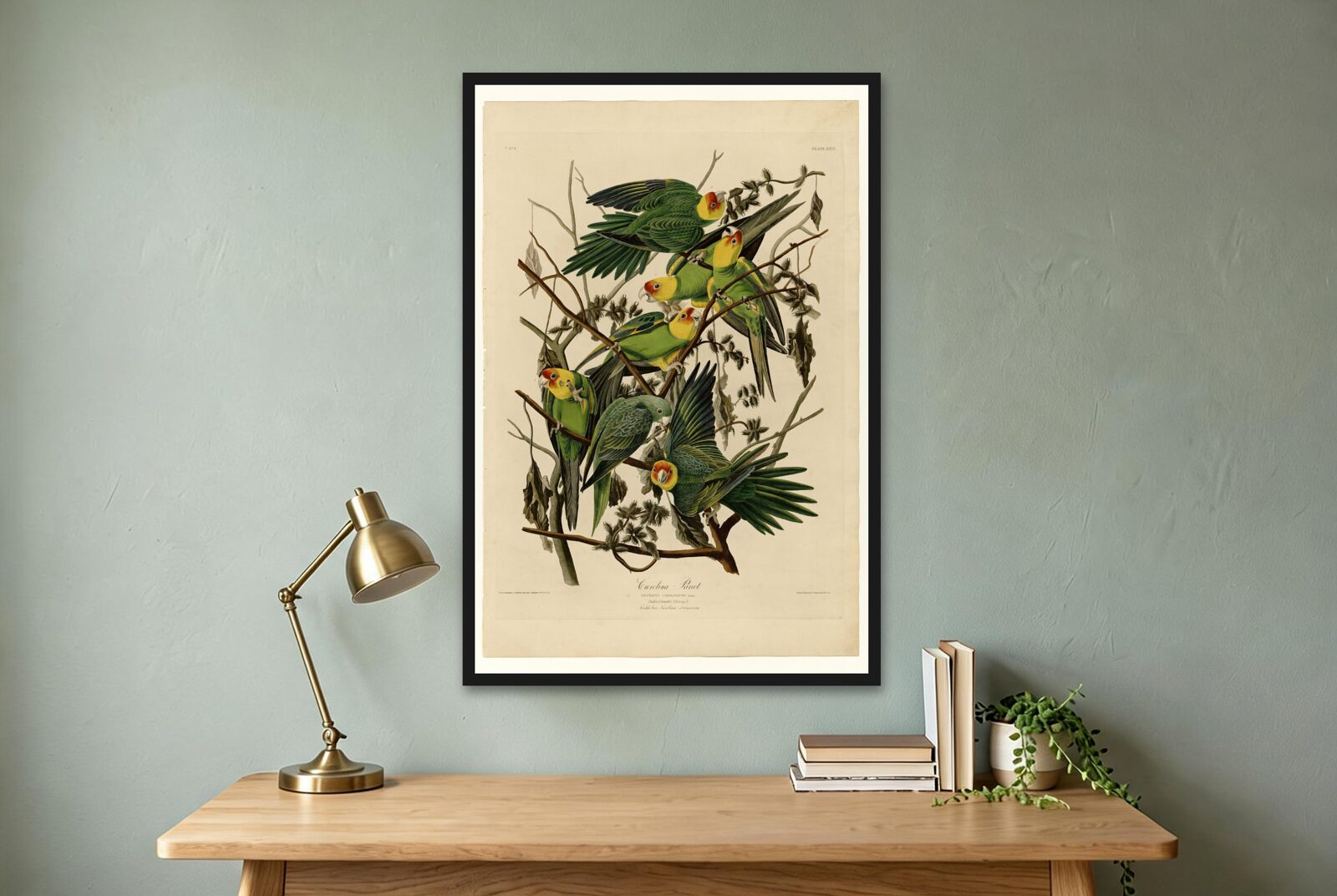 Audubon – Carolina Parakeets