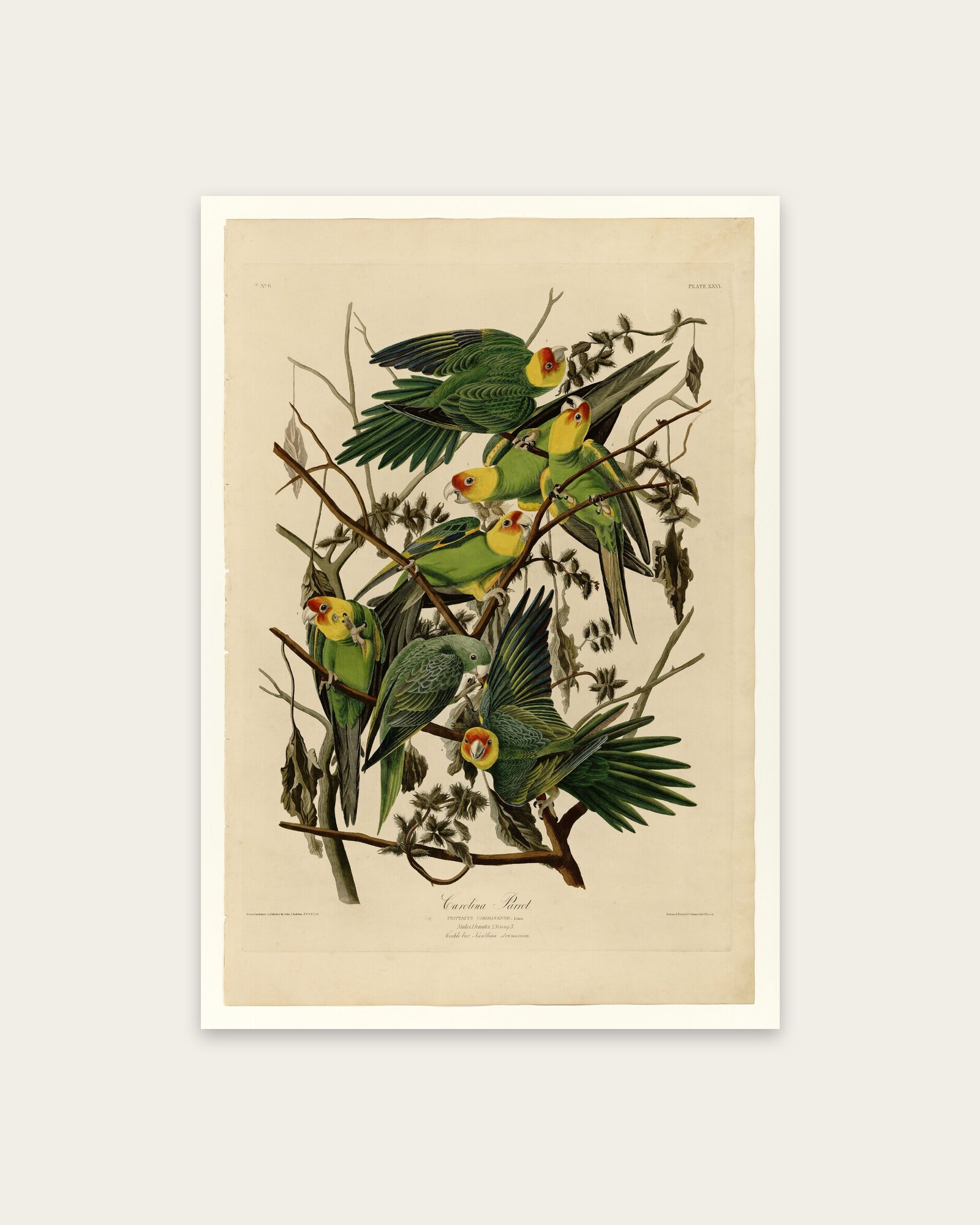 Audubon – Carolina Parakeets