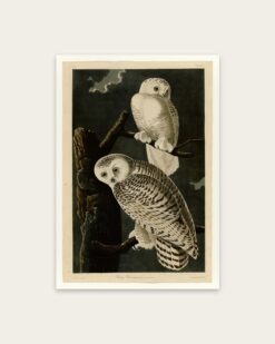 Audubon – Snowy Owls