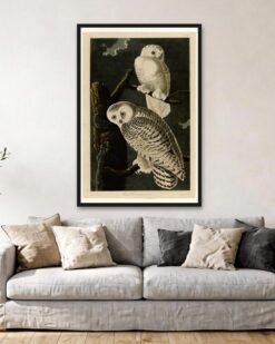 Audubon – Snowy Owls