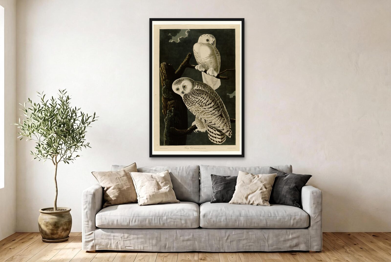 Audubon – Snowy Owls
