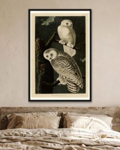 Audubon – Snowy Owls