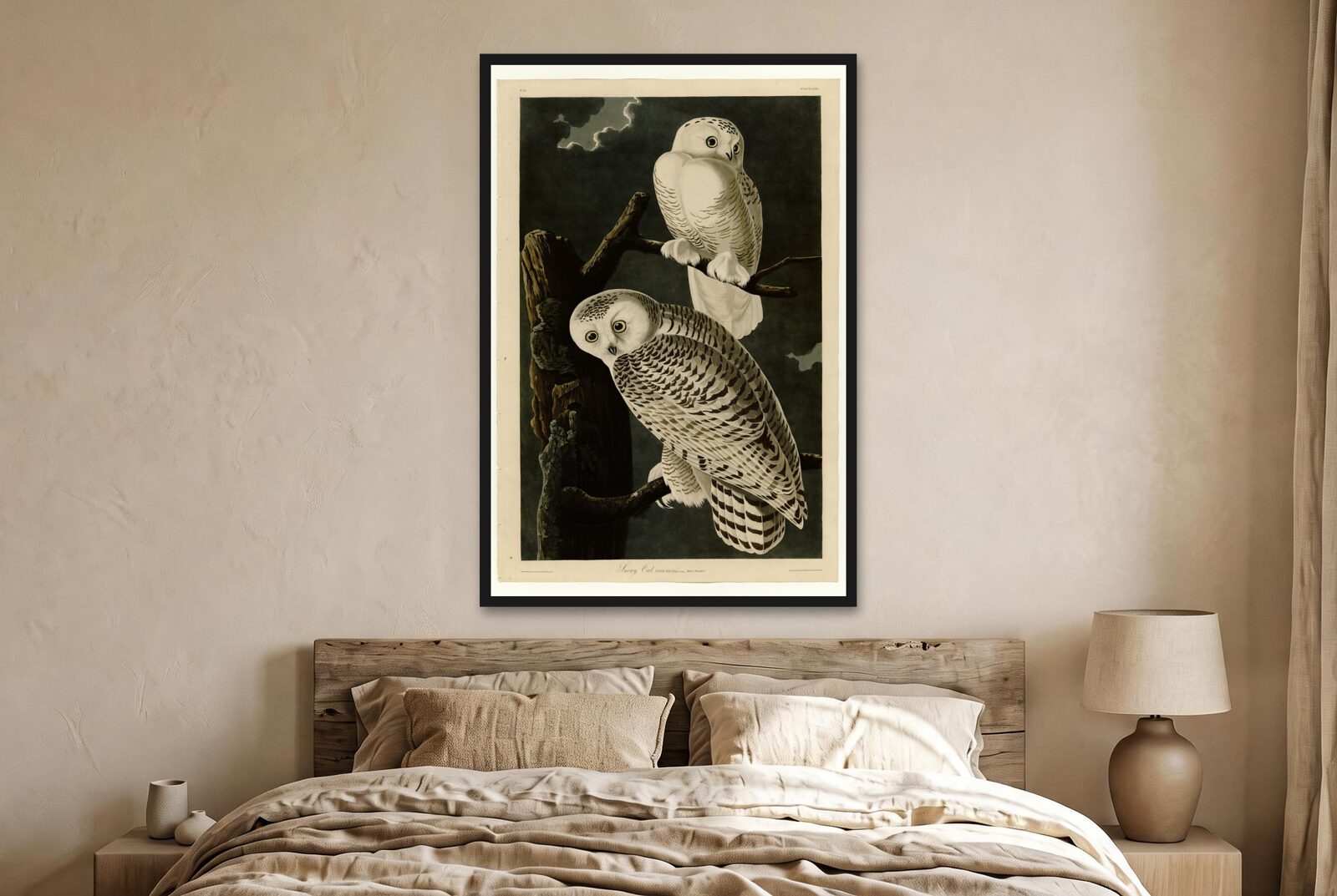Audubon – Snowy Owls