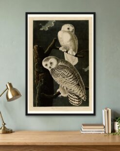 Audubon – Snowy Owls