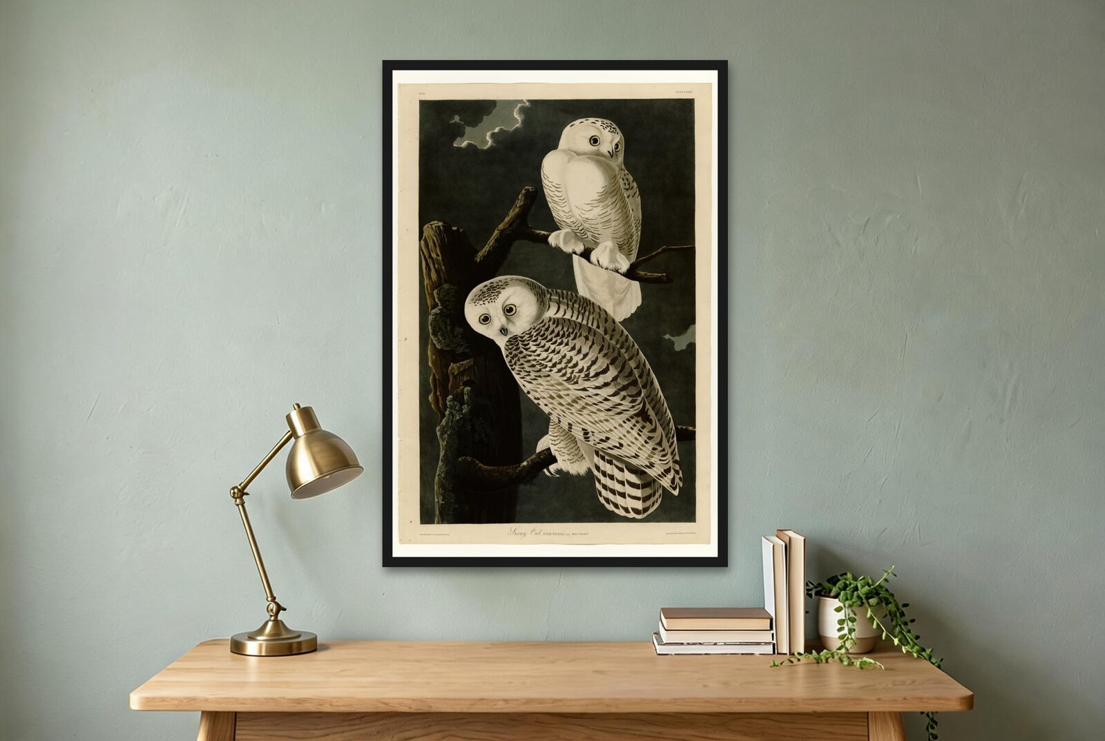Audubon – Snowy Owls