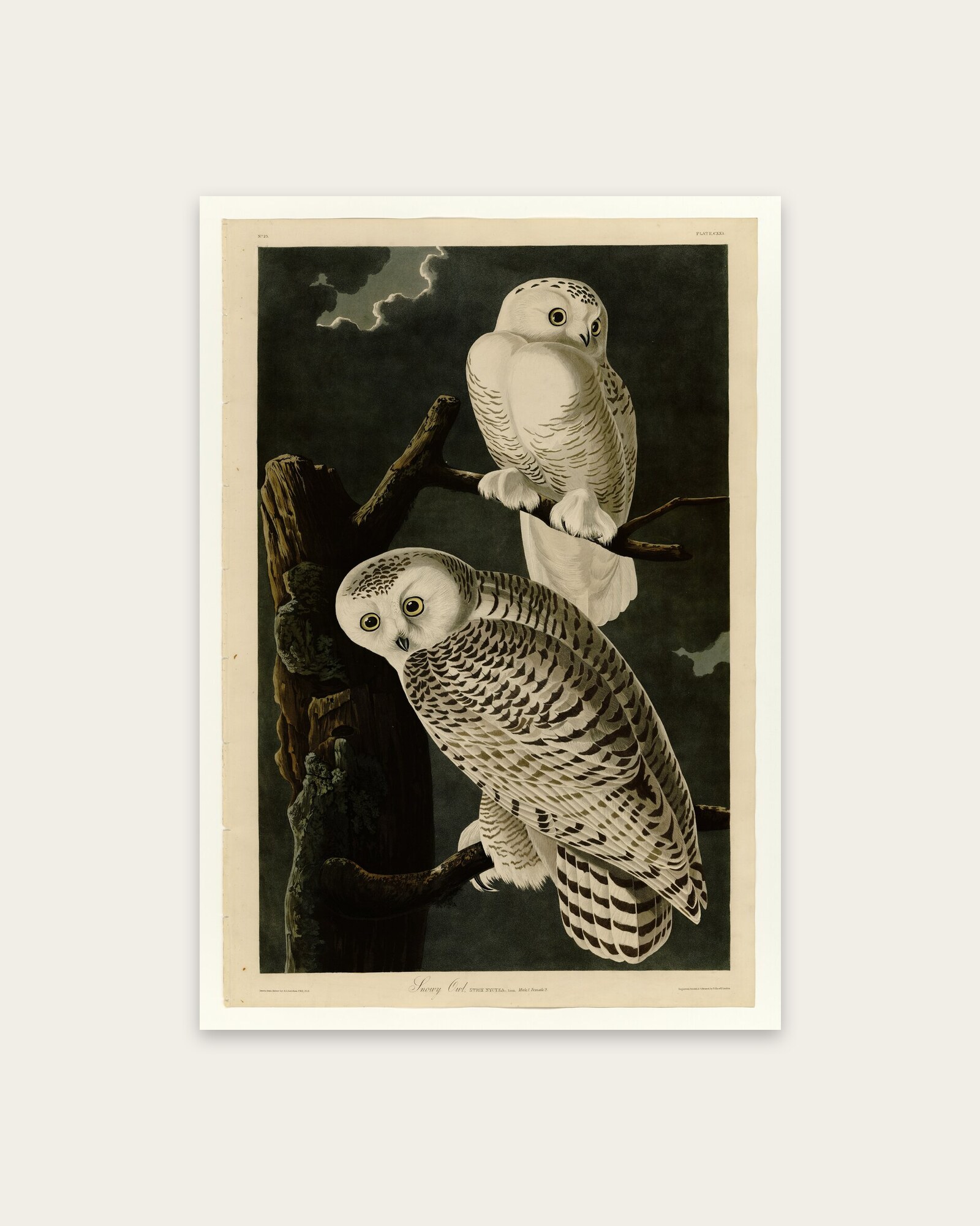 Audubon – Snowy Owls