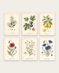 Botanical Archive Gallery Wall Set of 6