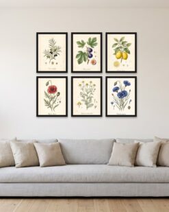 Botanical Archive Gallery Wall Set of 6