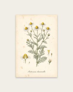 Chamomile