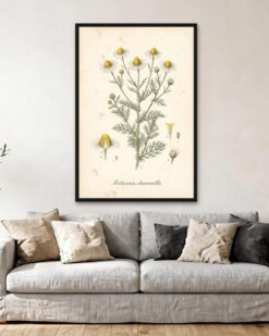 Chamomile