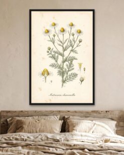 Chamomile