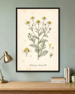 Chamomile