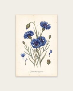 Cornflower