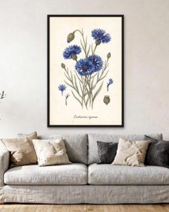 Cornflower