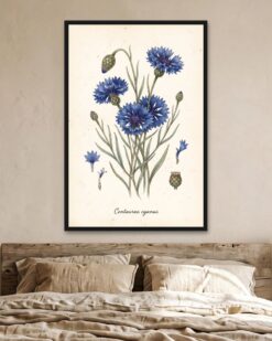 Cornflower