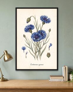 Cornflower