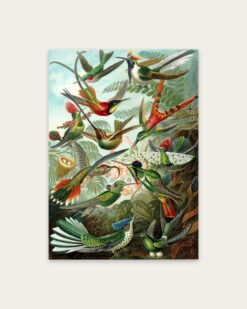Ernst Haeckel – Hummingbirds (Trochilidae)