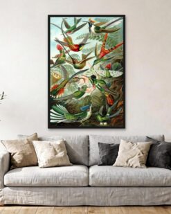 Ernst Haeckel – Hummingbirds (Trochilidae)