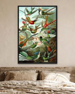 Ernst Haeckel – Hummingbirds (Trochilidae)