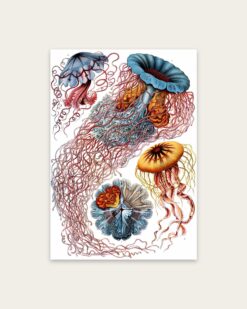 Ernst Haeckel – Jellyfish (Discomedusae)