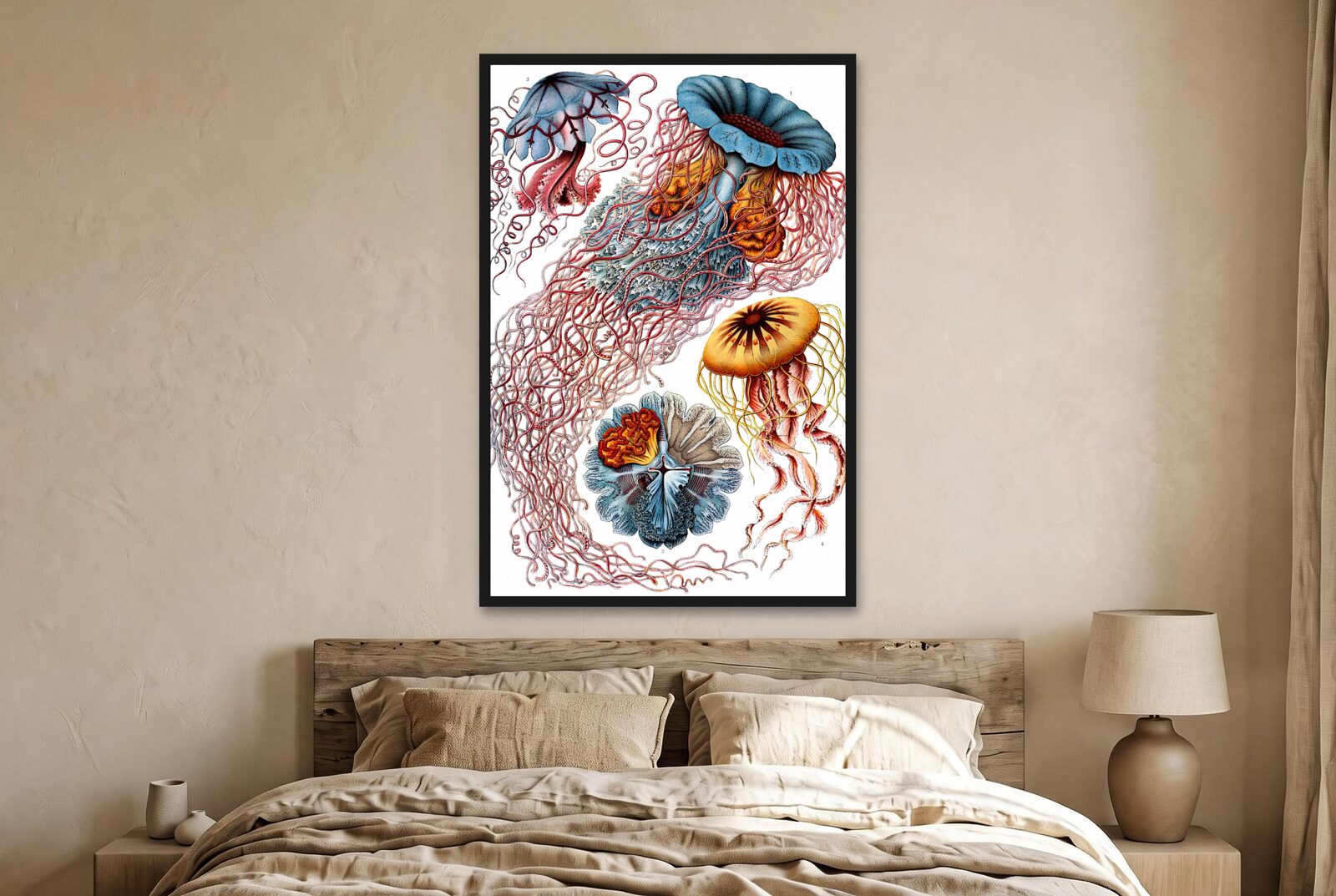 Ernst Haeckel – Jellyfish (Discomedusae)