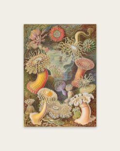 Ernst Haeckel – Sea Anemones (Actiniae)