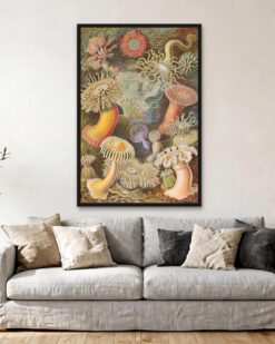 Ernst Haeckel – Sea Anemones (Actiniae)