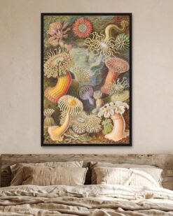 Ernst Haeckel – Sea Anemones (Actiniae)