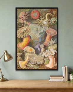 Ernst Haeckel – Sea Anemones (Actiniae)