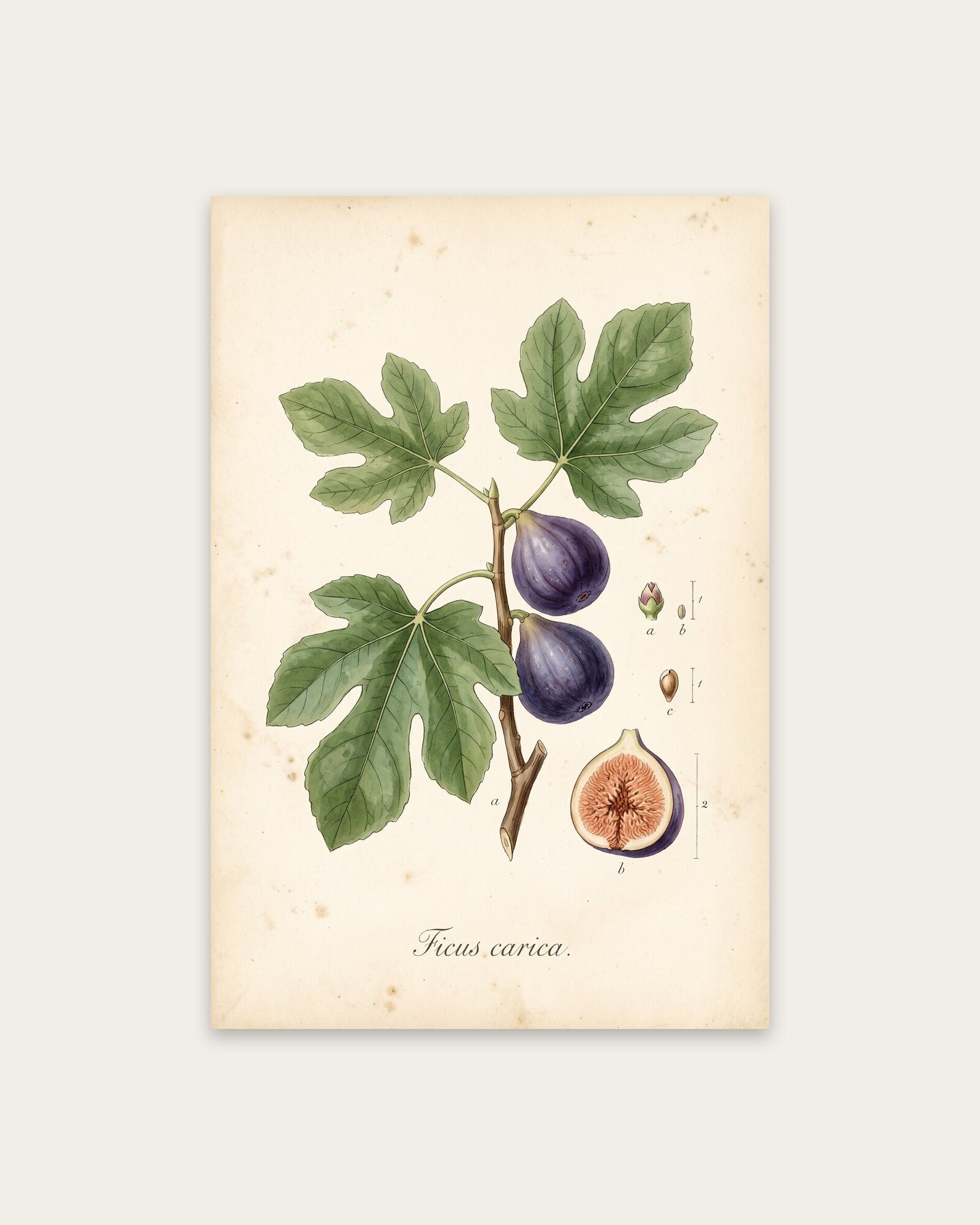 Fig Branch