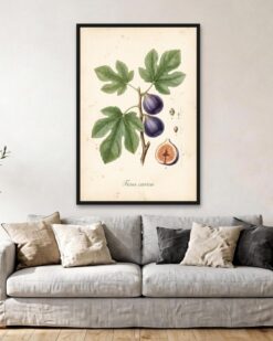 Fig Branch