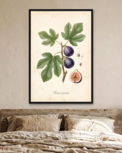 Fig Branch